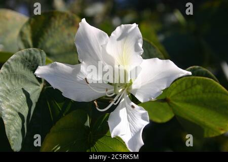 NAHAUFNAHME DER BLUMEN DES SCHÖNEN BAUHINIA-BAUMES, AUSTRALIEN. Stockfoto