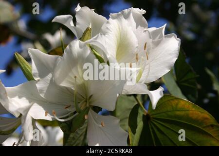 NAHAUFNAHME DER BLUMEN DES SCHÖNEN BAUHINIA-BAUMES, AUSTRALIEN. Stockfoto