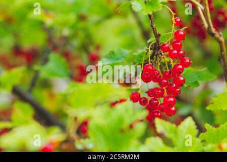 Reife rote Johannisbeeren hängen aus dem Busch bereit für die Ernte. Stockfoto