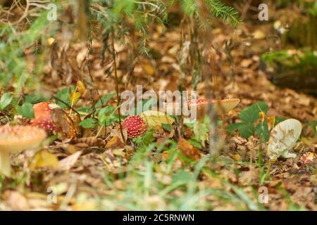 Mehrere Fliegenagariken auf dem Waldboden Stockfoto