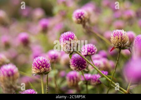 Globe Amaranth Blumenfeld am Morgen. Stockfoto