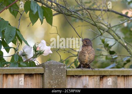 Weiblicher schwarzer Vogel am Zaun Stockfoto