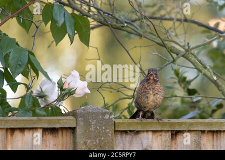Weiblicher schwarzer Vogel am Zaun Stockfoto
