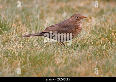 Weibchen schwarzen Vogel auf Gras stehen Stockfoto