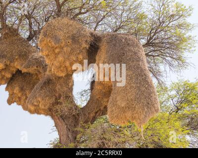 Die Gemeinschaftsnester geselliger Webervögel in einem Kameldornbaum im Kgalagadi Transfrontier Park, der Südafrika und Botswana umspannt. Stockfoto