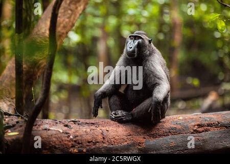 Gefährdete macaca nigra sitzt in zen Meditationsposition Stockfoto