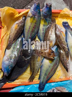 Frischer Fisch auf dem Fischmarkt in Nizza, Frankreich Stockfoto