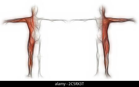 Menschlicher Körper eines Mannes mit Muskeln und Skelett in 3d-Software hergestellt Stockfoto