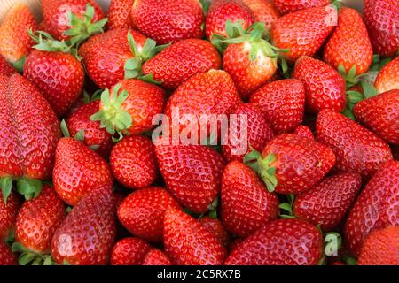 Frische Erdbeeren auf einem Bauernmarkt in Frankreich Stockfoto