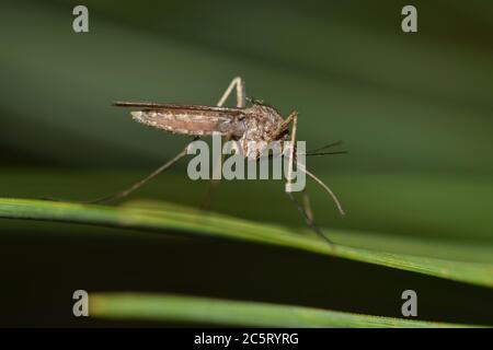 Moskito auf einem grünen Blatt während der Nachtstunden in Houston, TX. Sie sind während der wärmeren Monate am fruchtbarsten und können das West-Nil-Virus tragen. Stockfoto