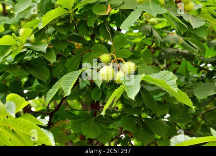 Kastanien auf dem Ast - Aesculus hippocastanum Früchte. Stockfoto