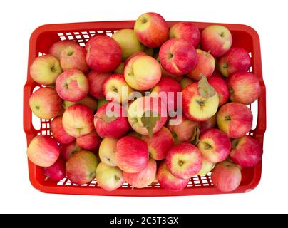 Frische rote Äpfel im Korb isoliert auf weiß. Beschneidungspfad enthalten. Stockfoto
