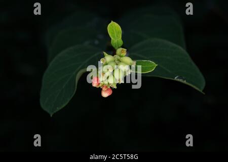 Symphoricarpos albus , Nahaufnahme eines Schneerbeerabzweiges mit grünen frühen Früchten Stockfoto