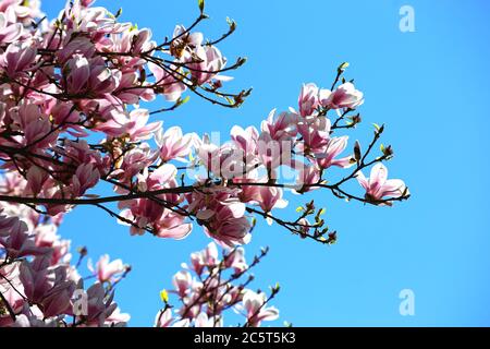 Blühender Magnolienbaum (Magnolia Kobus) vor blauem Himmel Stockfoto