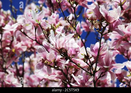 Blühender Magnolienbaum (Magnolia Kobus) vor blauem Himmel Stockfoto