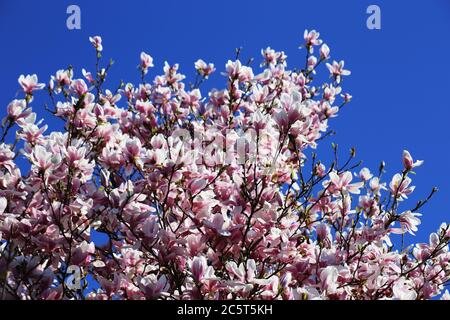 Blühender Magnolienbaum (Magnolia Kobus) vor blauem Himmel Stockfoto