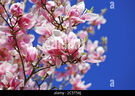 Blühender Magnolienbaum (Magnolia Kobus) vor blauem Himmel Stockfoto