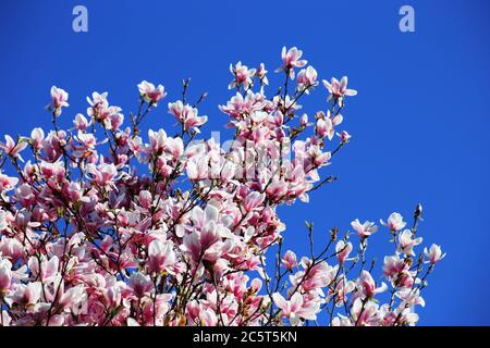 Blühender Magnolienbaum (Magnolia Kobus) vor blauem Himmel Stockfoto