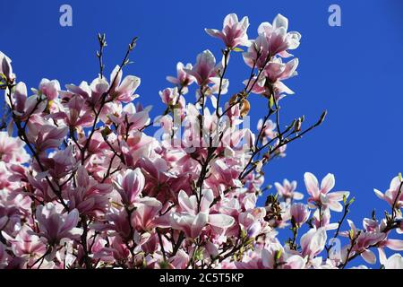 Blühender Magnolienbaum (Magnolia Kobus) vor blauem Himmel Stockfoto