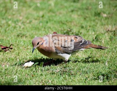 Eine zenaida aurita Taube mit braunen, schwarzen und weißen Federn. Vogel sitzt auf Gras und schaut hinunter auf ein Stück Brot oder Nahrung. Stockfoto