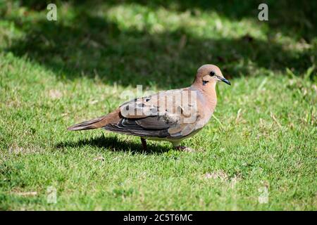 Seitenansicht einer einzigen zenaida aurita Taube mit braunen, schwarzen und weißen Federn, die auf grünem Gras stehen. Stockfoto