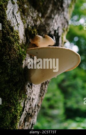 Weiße junge Pilze Tellerbox auf einem Baum im Wald. Stockfoto