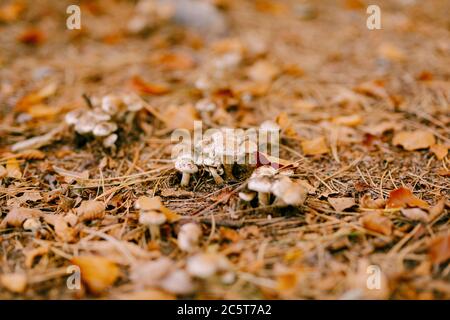 Viele Pilze hebeloma sinapizans im Kiefernwald, unter den gelben Herbstblättern auf dem Boden. Stockfoto