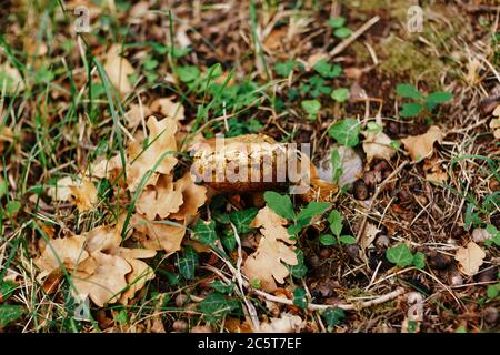 Pilze im Wald in trockenen Blättern und Gras. Stockfoto