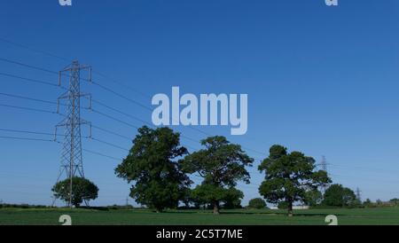 Kornfeld im Frühjahr mit tiefblauem Himmel und Strommast mit Kopierraum Stockfoto