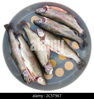 Eine Regenbogenforelle wartet in Gericht, gebraten werden. Beschneidungspfad. Stockfoto