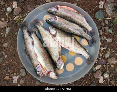 Eine Regenbogenforelle wartet in Gericht, gebraten werden. Stockfoto