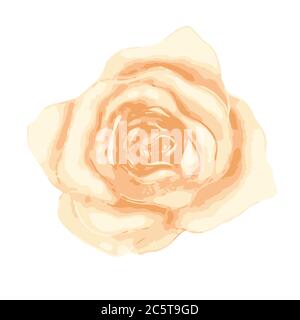 Helle sanfte schöne Teesrosenknospe auf weiß isoliert Stock Vektor