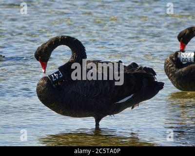 Schwarzer Schwan mit Zahl, die unter Sonnenlicht auf dem Wasser ruht. Wildtier unter Kontrolle in der Natur Stockfoto