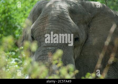 Gesicht des afrikanischen Buschelefanten (Loxodonta africana) inmitten grüner Blätter im Krüger National Park, Südafrika. Stockfoto