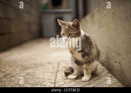 Tricolor Esche Kitty sitzt auf dem Steinboden im Frühlingsgarten Stockfoto