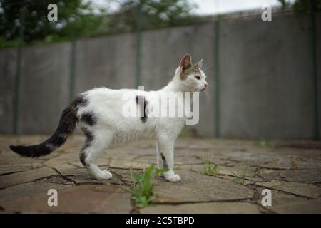 Weiße Kitty Spaziergang auf dem Steinboden im Frühlingsgarten Stockfoto