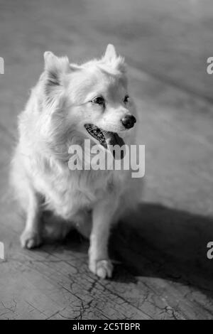 Niedlicher kleiner pommerischer Hund lächelt im Sonnenlicht Stockfoto
