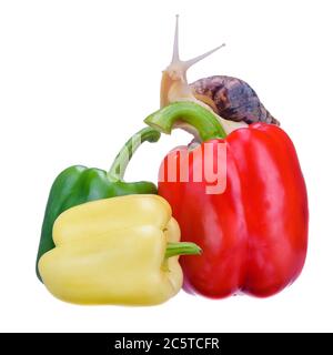 Frisches Gemüse Makro. Paprika rot, gelb, grün, isoliert auf weißem Hintergrund. Die Schnecke kriecht aus nächster Nähe auf den Paprika. Stockfoto