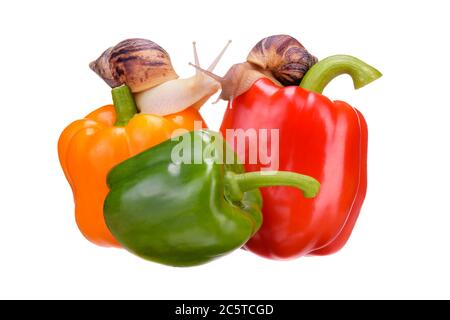 Frisches Gemüse. Drei süße saftige rote, gelbe, grüne Paprika, isoliert auf weißem Hintergrund. Die Schnecken kriechen an frischen Krusten entlang und küssen sich wunderschön Stockfoto