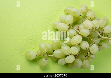 Ein Bündel von reifen Trauben mit Tropfen Wasser, Beeren aus weißen Trauben auf einem Hintergrund von hellgrüner Farbe Stockfoto