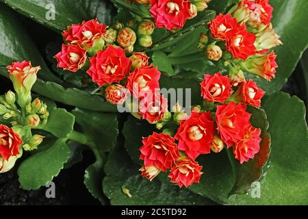 kalanchoe blossfeldiana, Detail der Pflanze in voller Blüte Stockfoto