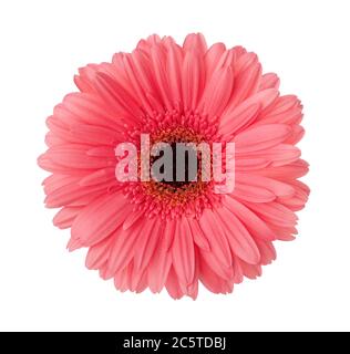 Gerbera Blume von hellrosa-rote Farbe isoliert auf weißem Hintergrund. Stockfoto