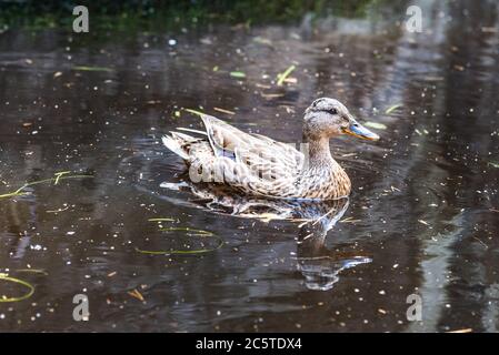 Wilde Ente, die versucht, Nahrung im schmutzigen Wasser des Flusses zu finden Stockfoto