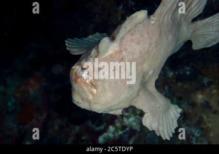 Riesiger Anglerfisch, Antennarius commerson, Freischwimmen, Tauchplatz Batu Mandi, Bangka Island, Nord-Sulawesi, Indonesien, Pazifischer Ozean Stockfoto