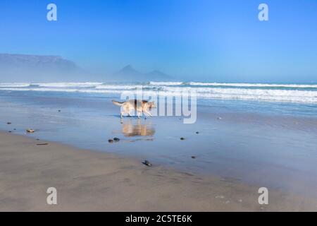 Deutscher Schäferhund läuft und spielt mit anderen Hunden am Strand Stockfoto