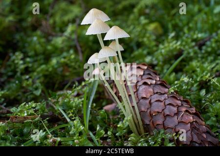 Ungenießbarer Pilz Mycena epipterygia im feuchten Fichtenwald. Bekannt als Yellwleg Bonnet. Gruppe von kleinen Pilzen in den Pflanzen. Stockfoto