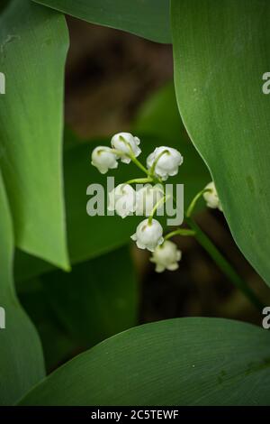 Maiglöckchen - Convallaria majalis Pflanze mit weißen blühenden Blüten und grünen Stielen im späten Frühjahr, Makroaufnahme. Stockfoto