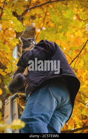 Erschreckte Katze steigt vom Baum ein Mann. Die Katze sitzt auf der Schulter eines Mannes, der ihn rettet. Stockfoto