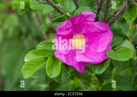 Wilde rosa Rose einzelne blühende Blume vor grünem Hintergrund. Stockfoto