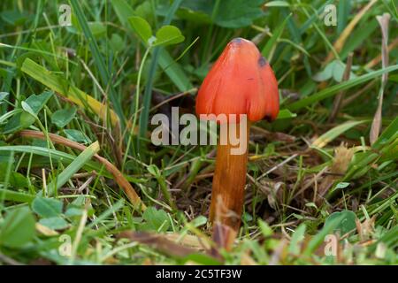 Giftiger Pilz Hygrocybe conica auf Waldwiese. Bekannt als Hexenhut, konische Wachskappe oder konische schleimige Kappe. Orange-roter Pilz im grünen Gras. Stockfoto